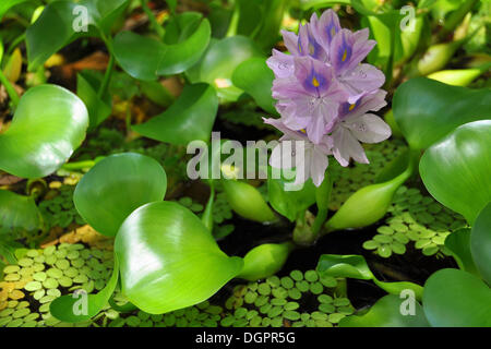 Wasserhyazinthe (Eichhornia Crassipes), Pantanal oder Amazonien, Brasilien, Südamerika Stockfoto