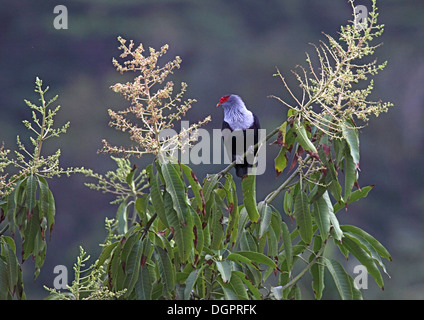Seychellen blaue Taube in Baumkronen der Mangobaum Stockfoto