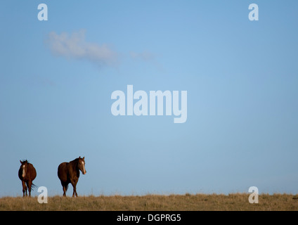 Zwei Pferde In der Steppe, Berekum Etschki Wahlmanipulationen Dorf Song Kol Seengebiet, Kirgisistan Stockfoto