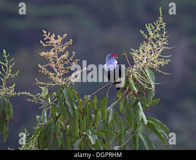 Seychellen blaue Taube in Baumkronen der Mangobaum Stockfoto