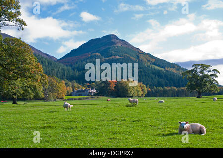 Cumbria, Lake District, Großbritannien. 24. Oktober 2013. Nach einigen Tagen der Wind und Regen grasen Schafe friedlich im Herbst Sonnenschein in Weiden bei Mirehouse, in der Nähe von Bassenthwaite von Dodd Gipfel übersehen; Cumbria, Lake District, England UK Credit: Julie Fryer/Alamy Live-Nachrichten Stockfoto