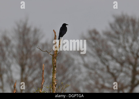 AAS-Krähe Corvus Corone Sitzstangen auf Baum. UK Stockfoto