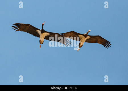 Schwarzstorch - Ciconia nigra Stockfoto