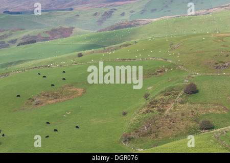 Welsh black Rinder und Schafe grasen auf hochgelegenen Weiden in der Nähe von Pumlumon, Cambrian Mountains, Wales. Stockfoto