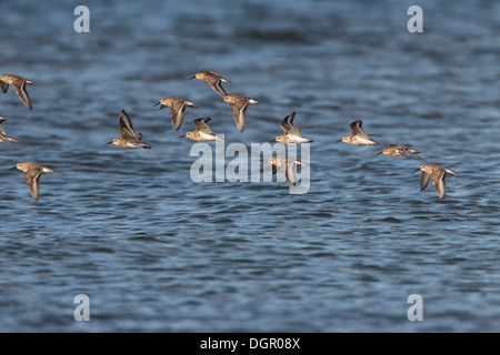 Alpenstrandläufer Calidris alpina Stockfoto