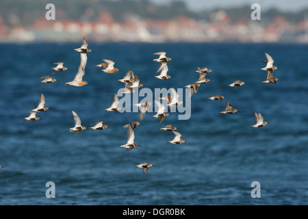 -Calidris Alpina mit Sichelstrandläufer - Alpenstrandläufer Calidris ferruginea Stockfoto