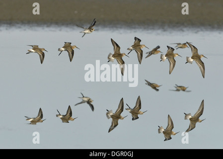 Brachvogel Strandläufer Calidris ferruginea Stockfoto