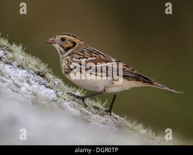 Lappland Bunting (Calcarius Lapponicus), die Scilly-Inseln Stockfoto