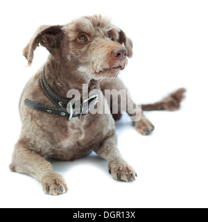 Haushund (Lakeland Terrier) mit einem Kragen. Stockfoto