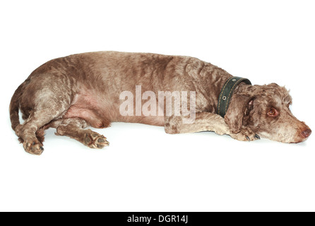 Haushund (Lakeland Terrier) mit einem Kragen. Stockfoto