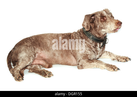 Haushund (Lakeland Terrier) mit einem Kragen. Stockfoto