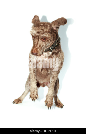 Haushund (Lakeland Terrier) mit einem Kragen. Stockfoto