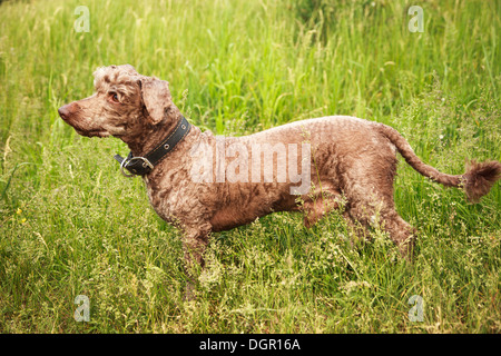 Haushund (Lakeland Terrier) mit einem Kragen. Stockfoto