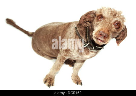 Haushund (Lakeland Terrier) mit einem Kragen. Stockfoto