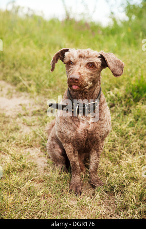 Haushund (Lakeland Terrier) mit einem Kragen. Stockfoto