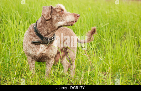 Haushund (Lakeland Terrier) mit einem Kragen. Stockfoto