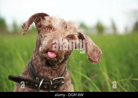 Haushund (Lakeland Terrier) mit einem Kragen. Stockfoto