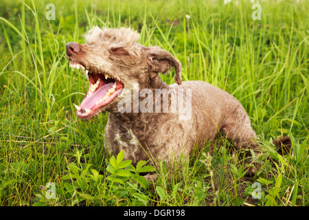 Haushund (Lakeland Terrier) mit einem Kragen. Stockfoto