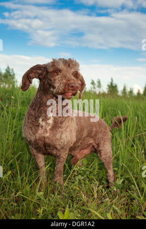 Haushund (Lakeland Terrier) mit einem Kragen. Stockfoto