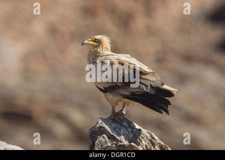 Schmutzgeier - Neophron percnopterus Stockfoto