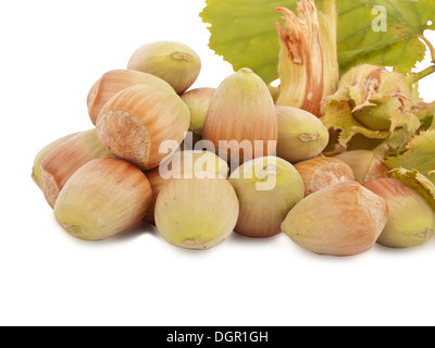 Ernten Sie erfolgreich - frische Haselnüsse isoliert auf weißem Hintergrund Stockfoto