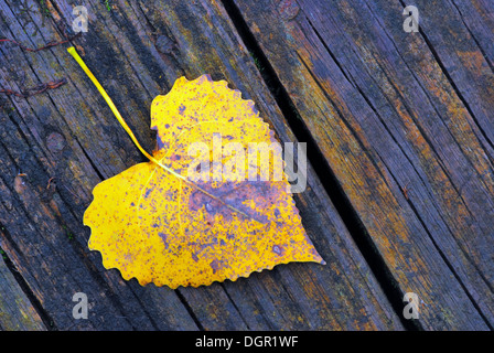 Ein Herbst Cottonwood Blatt auf ein Holzbrett legen. Stockfoto