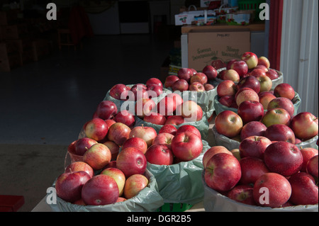 Äpfel zum Verkauf auf dem Bauernhof stehen auf der Ile d ' Orléans, außerhalb von Quebec City. Stockfoto