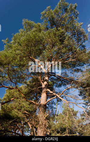 Reifen Sie Kiefer, Pinus Sylvestris Baum, Dorset. Stockfoto