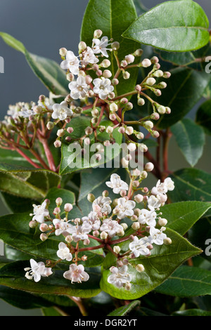 Schmalblättrigen, Viburnum Tinus - immergrüne Winter-Blütenstrauch in Blüte. Garten, Dorset. Stockfoto