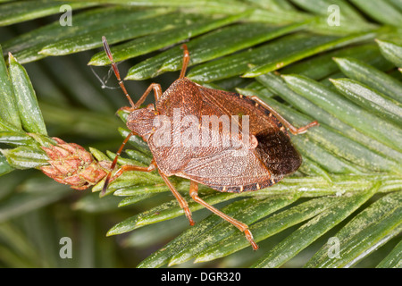 Gemeinsamen grünen Shieldbug, Palomena Prasina, in seinen braunen vor dem Winterschlaf-Farben im Spätherbst. Dorset. Stockfoto