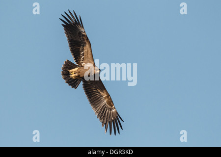 Schreiadler - Aquila pomarina Stockfoto