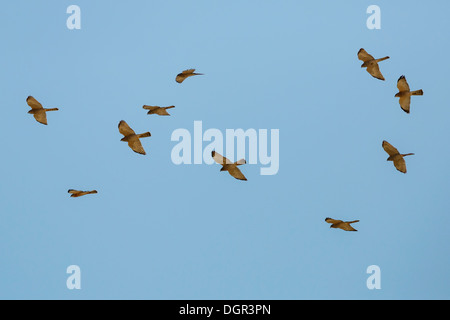 Levant Sparrowhawk - Accipiter brevipes Stockfoto