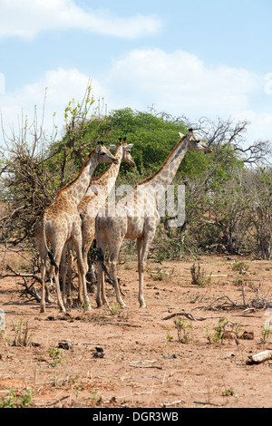 3 angolanische Giraffen (Giraffa Plancius Angolensis) stehen in einem Turm der Giraffen, Chobe Nationalpark, Botswana, Afrika Stockfoto