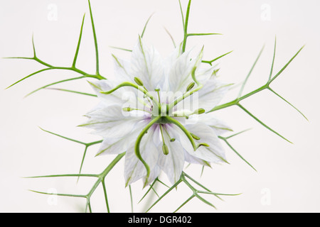 Eine weiße Nigella Damascena Blume auf neutralem Hintergrund. Stockfoto