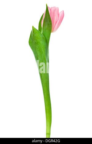 einzigen rosa Tulpe Stockfoto