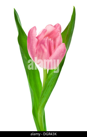 Rosa Tulpe Stockfoto