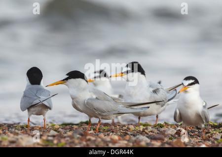 Wenig Tern Sterna albifrons Stockfoto