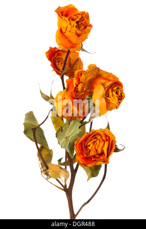Orange Rosen trocken Stockfoto