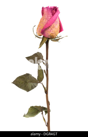 rosa Rose trocken Stockfoto