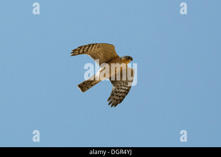 Sparrowhawk Accipiter Nisus - Männchen im Flug Stockfoto