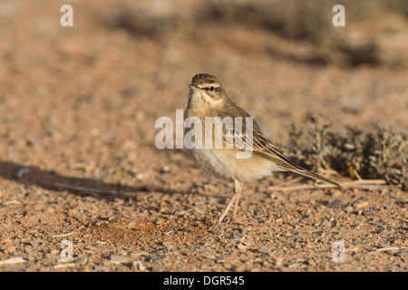 Tawny Pieper - Anthus pratensis Stockfoto