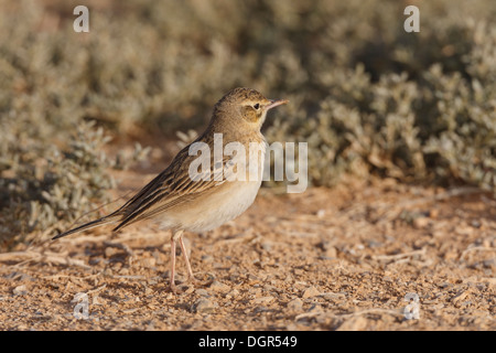 Tawny Pieper - Anthus pratensis Stockfoto