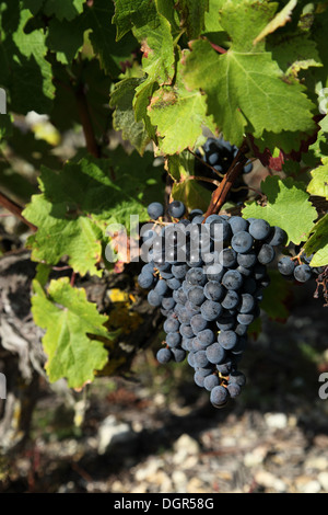 Schwarze Trauben in Trauben hängenden Reben in Touraine Weinberg in der Nähe von Blere im Loire-Tal Stockfoto