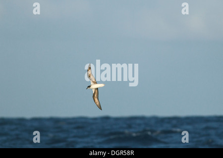 Zino Sturmvogel - Pterodroma madeira Stockfoto