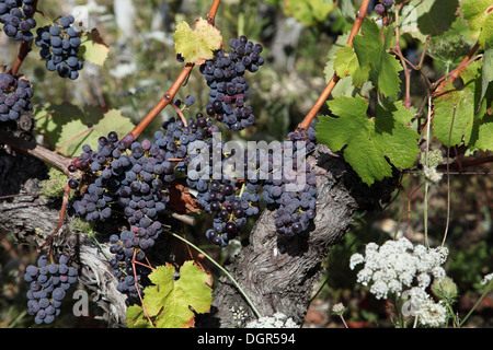 Schwarze Trauben in Trauben hängenden Reben in Touraine Weinberg in der Nähe von Blere im Loire-Tal Stockfoto