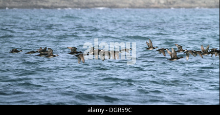 Gemeinsamen über Melanitta nigra Stockfoto