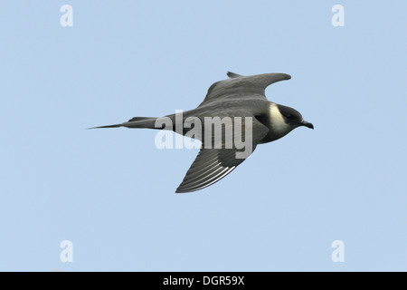 Arctic Skua Stercorarius parasiticus Stockfoto