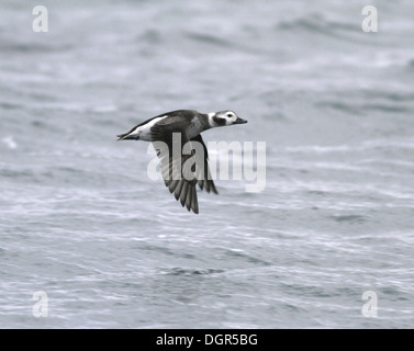 Eisente Clangula hyemalis Stockfoto