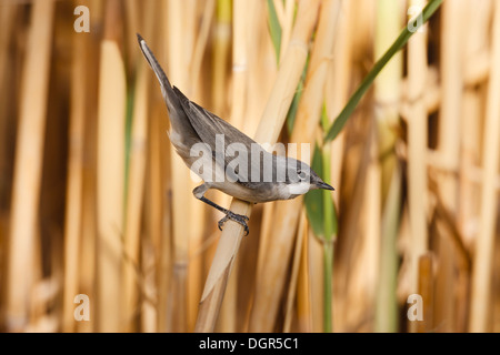 Lesser Whitethroat Sylvia curruca Stockfoto