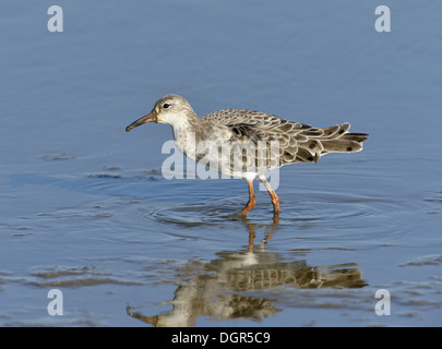 Ruff - Philomachus Pugnax männlich, Mauser ins Winterkleid Stockfoto